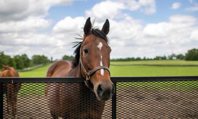 How Broodmares Shape Future Champions